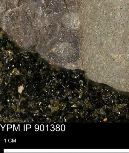 Teredo sp.