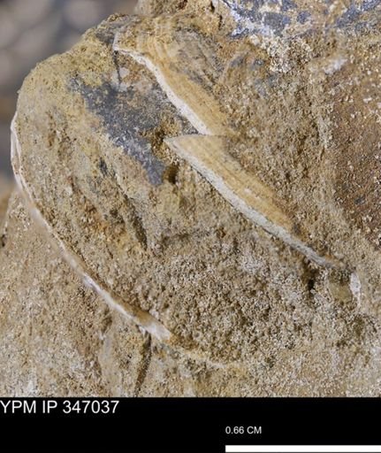 undet. Bivalvia