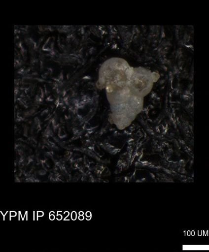 undet. Heterohelicidae