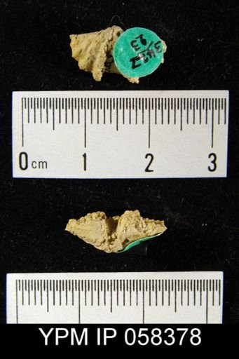 Megakozlowskiella sp.