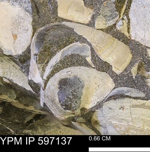 Limopsis striatopunctatus