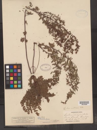 Lechea villosa