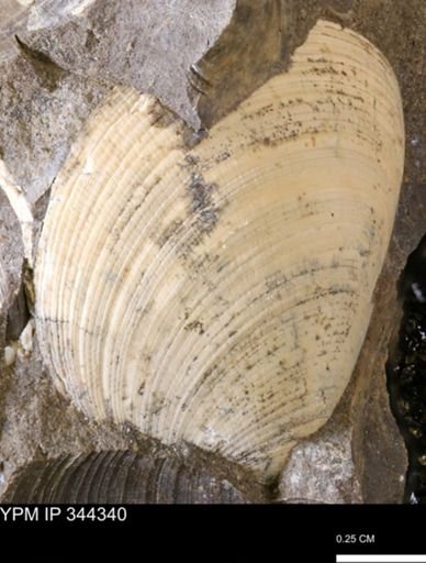 Limopsis striatopunctatus