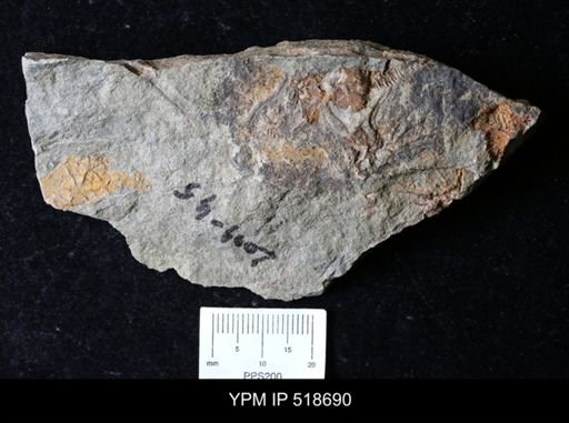 Macrocystella sp.