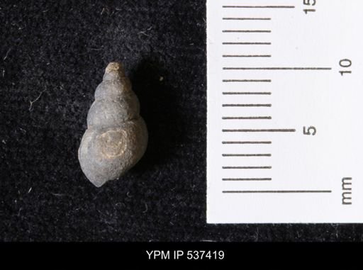 Goniobasis ortmanni