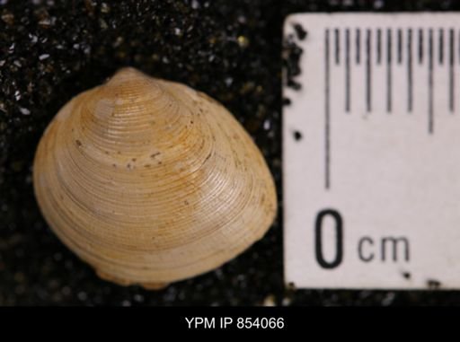 Limopsis striatopunctatus