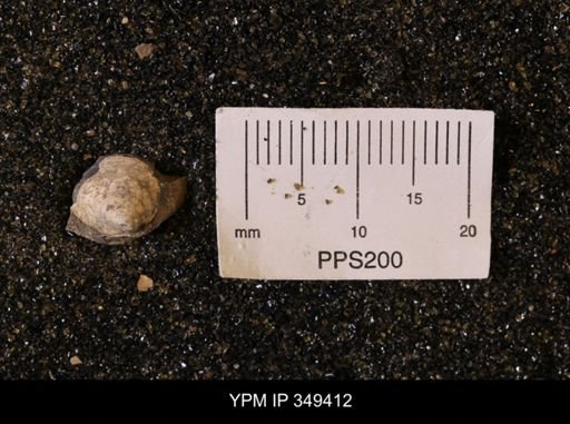 Limopsis striatopunctatus
