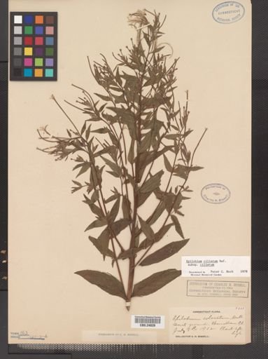 Epilobium ciliatum