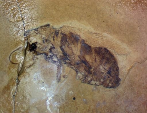 undet. Hexapoda