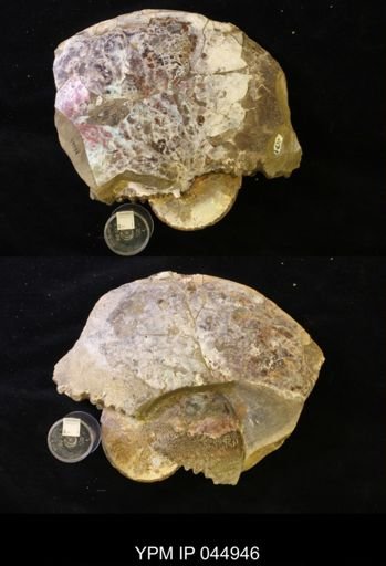 Sphenodiscus lenticularis