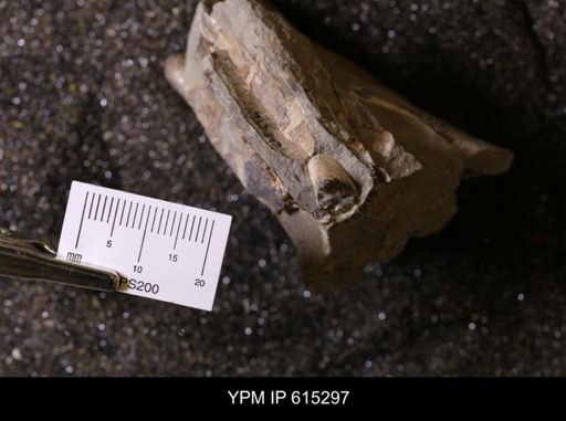Baculites sp.
