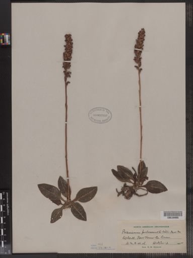 Peramium pubescens