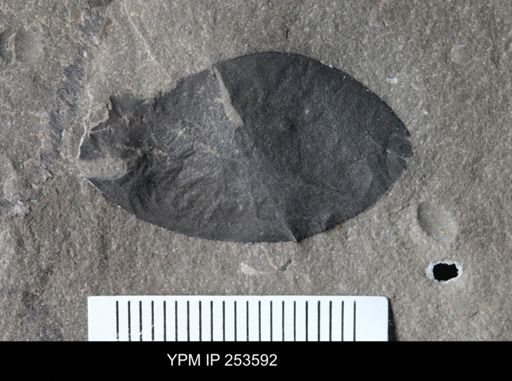Eurypterida