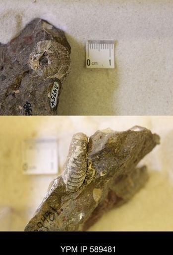 undet. Scaphitidae