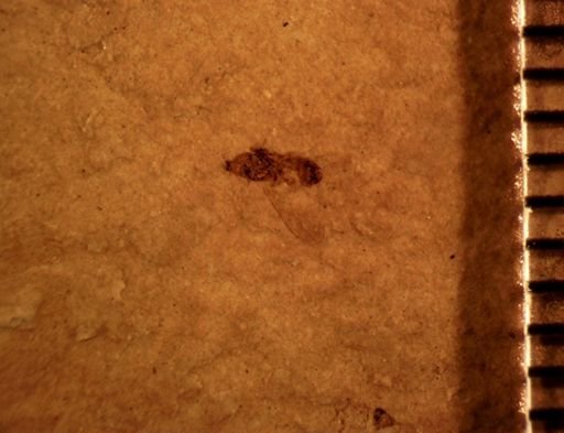 undet. Diptera