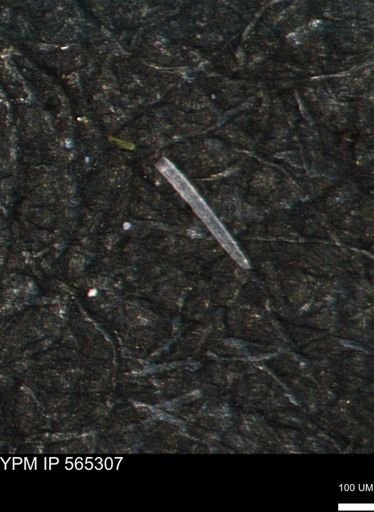 undet. Porifera
