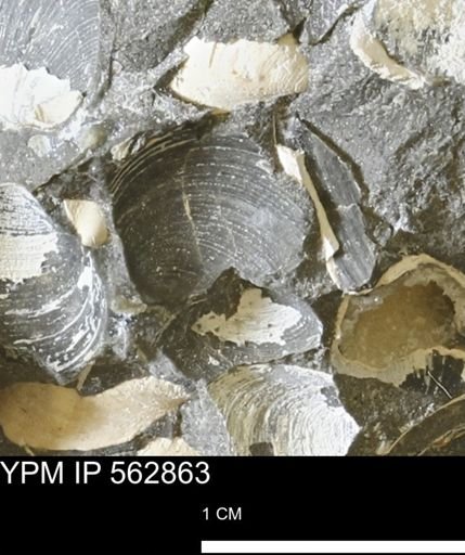 Limopsis sp.