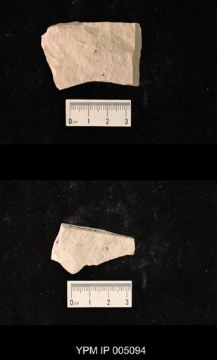 Psocidium