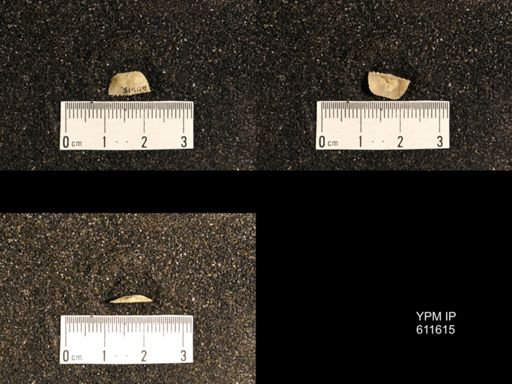 Lissochonetes geinitzianus