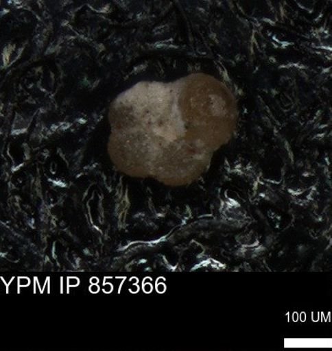 undet. Foraminiferida