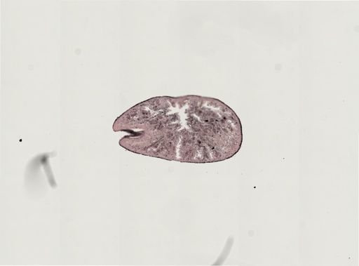 Turbellaria