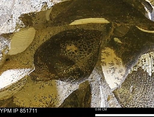 Limopsis striatopunctatus