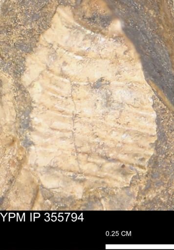 undet. Scaphitidae