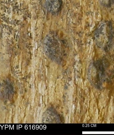 Teredo sp.