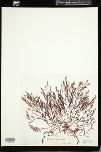 Microcladia coulteri