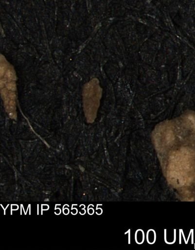 Verneuilina canadensis