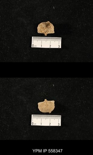 Costispinifera sp.
