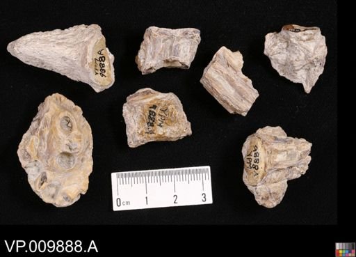 undet. Actinopterygii