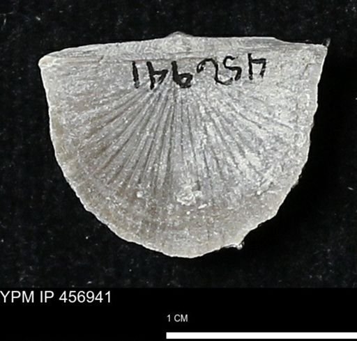 Stropheodonta sp.