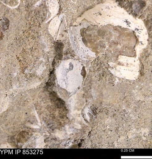 Protocardia sp.