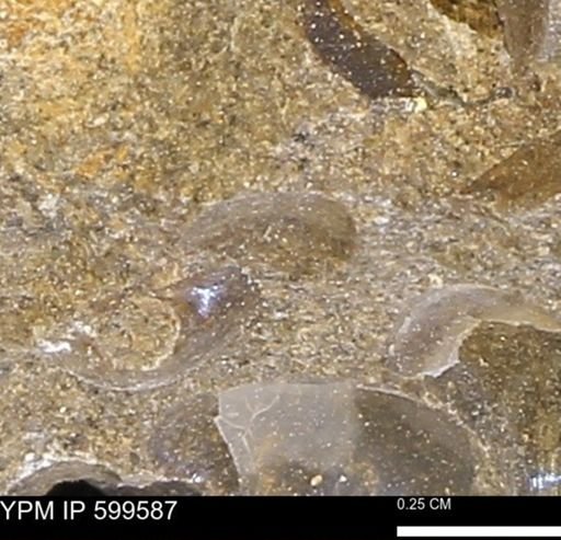 Protocardia subquadrata
