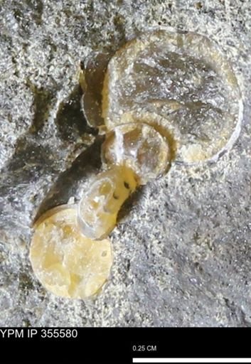 undet. Scaphitidae