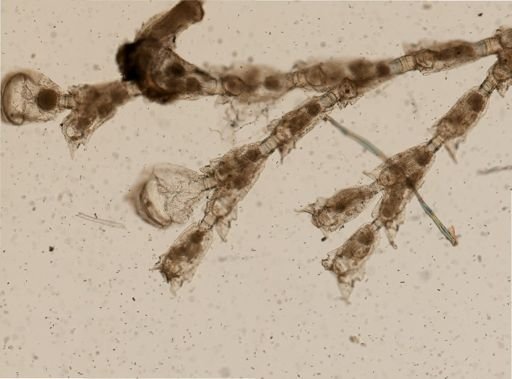 Orthoscuticella lorica