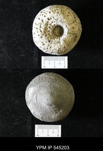 Aulocopium aurantium