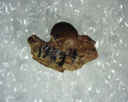 Multituberculata