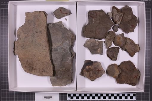 mixed taxa, stratigraphic collection
