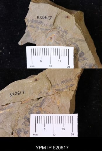 undet. Trilobita