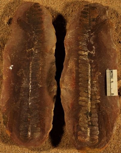 Pecopteris