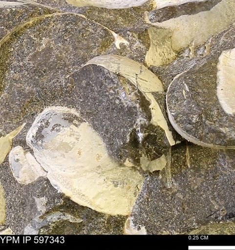 Limopsis striatopunctatus