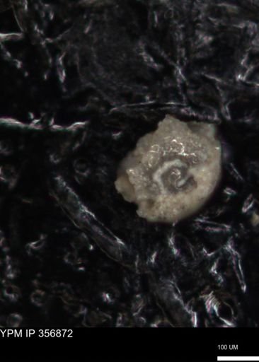 undet. Foraminiferida