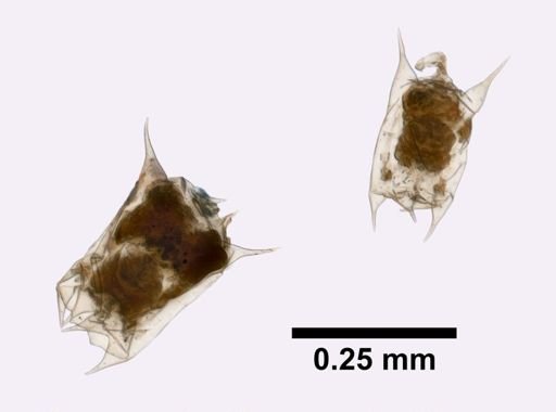 Brachionus calyciflorus