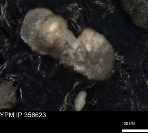undet. Foraminiferida