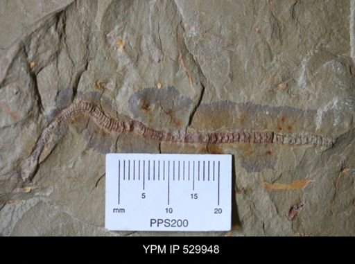 Annelida?