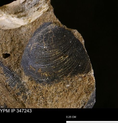 Limopsis striatopunctatus