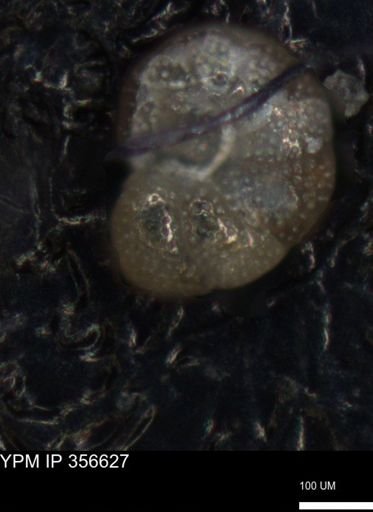 undet. Foraminiferida