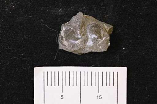 Oxytoma (Hypoxytoma) nebrascana